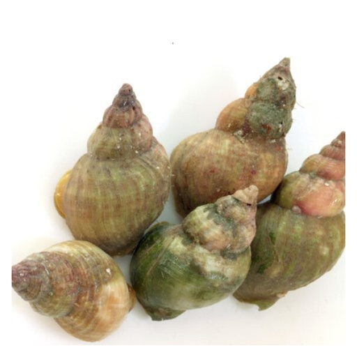 [16009] Hele Wulken Met Schelp 1 kg